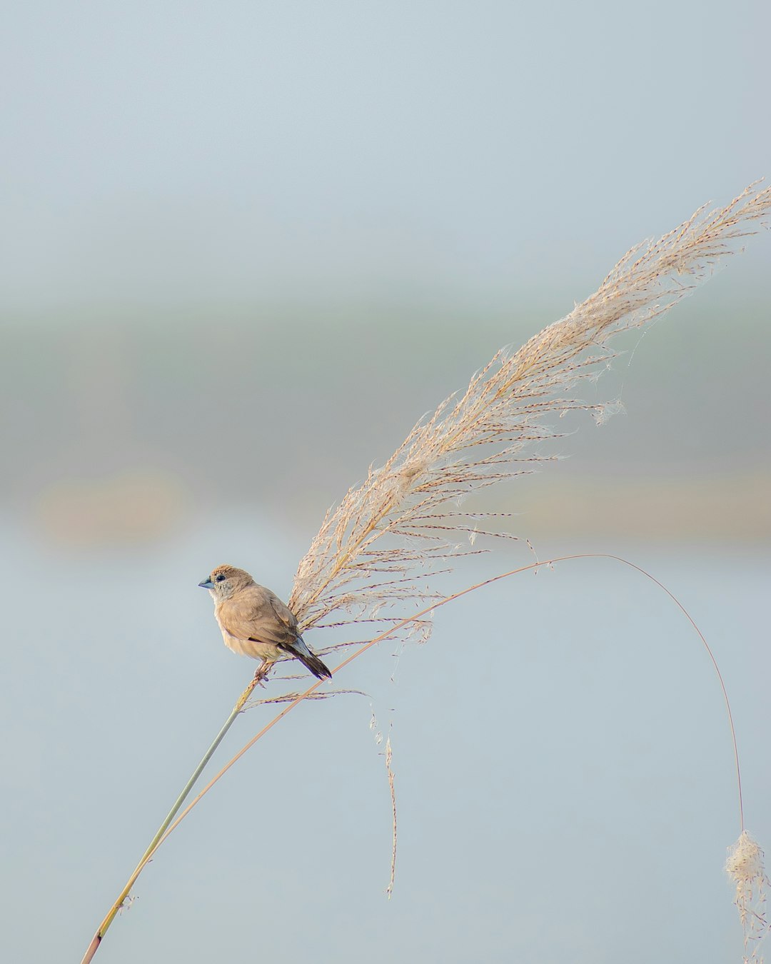 Historical bird watching